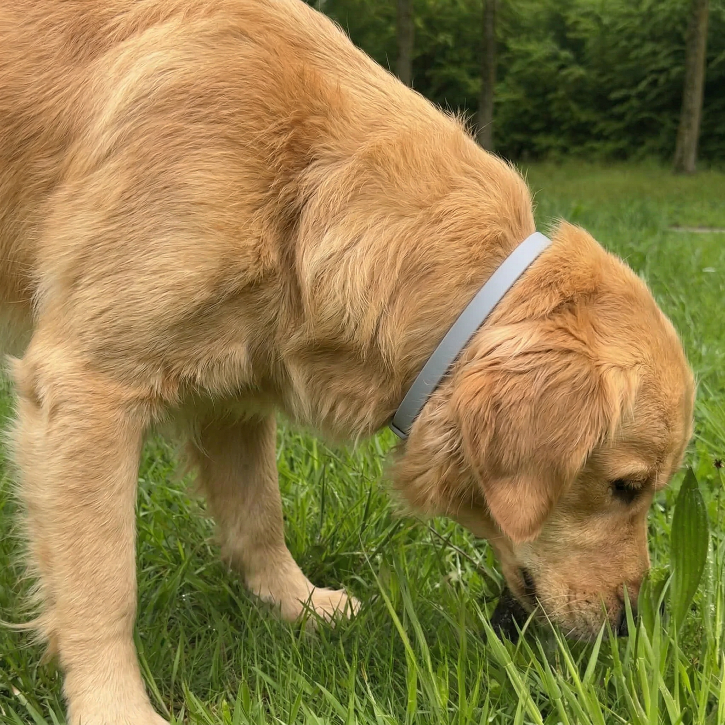 COLLIER FLORAK™ - Protection Naturelle Anti-Puces & Tiques 8 Mois